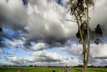 Pizza: What the Data Says About Its True Cost and Market Value